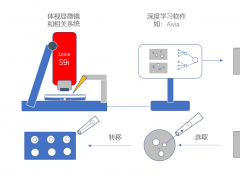 软硬兼施 | Leica打造的3D肿瘤球培养的解决方案