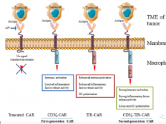 巨噬细胞|CAR-T|二代CAR-M