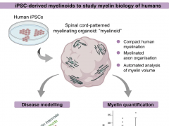 类髓鞘：探索神经传导的新视角